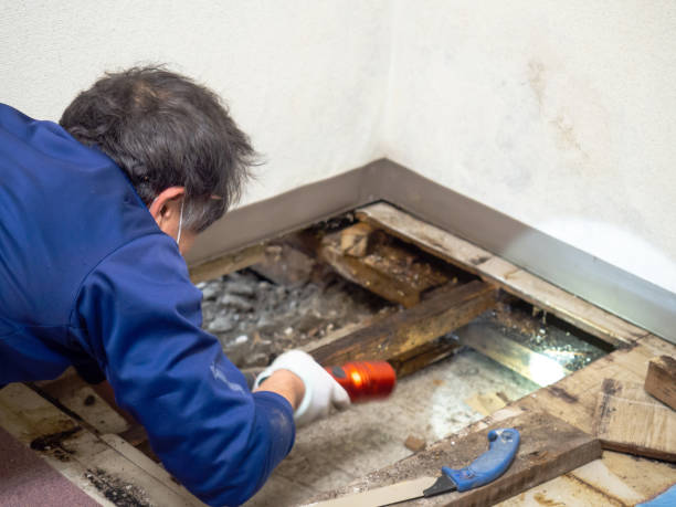 Best Basement Mold Remediation in Springville, VA