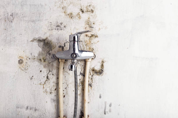 Best Mold Testing and Inspection Services in Springville, VA