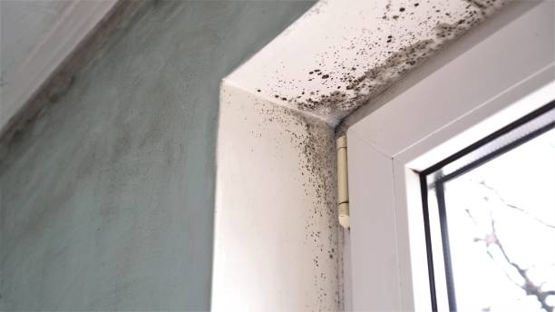 Best DIY Mold Remediation Support Services in Springville, VA