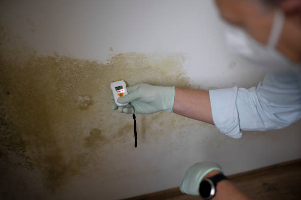 Best Preventive Mold Services in Springville, VA