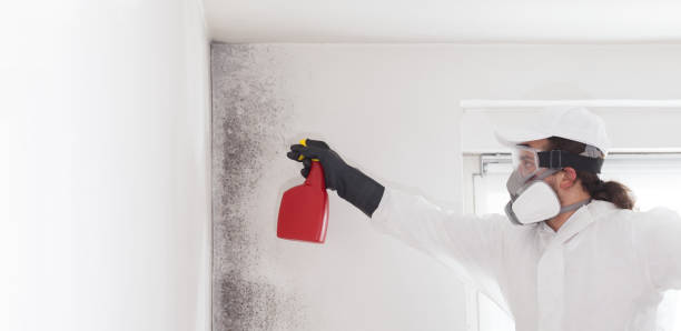 Best Residential Mold Remediation in Springville, VA