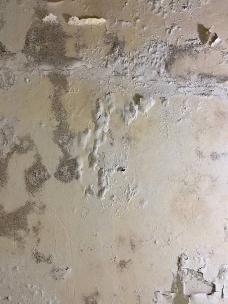 Reliable Springville, VA Mold Remediation Solutions