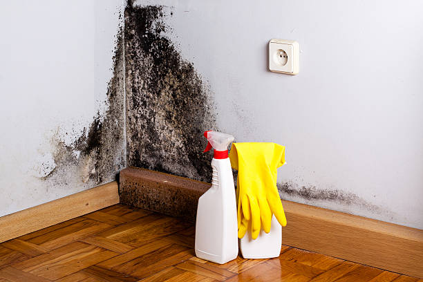 Best Residential Mold Remediation in Springville, VA