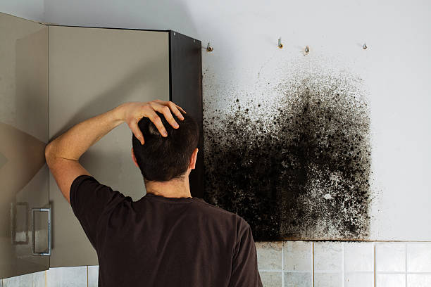 Best Mold Remediation for Schools in Springville, VA