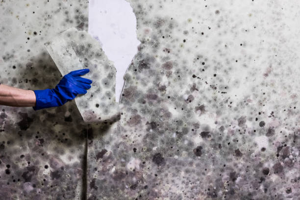 Best Insurance-Related Mold Remediation in Springville, VA